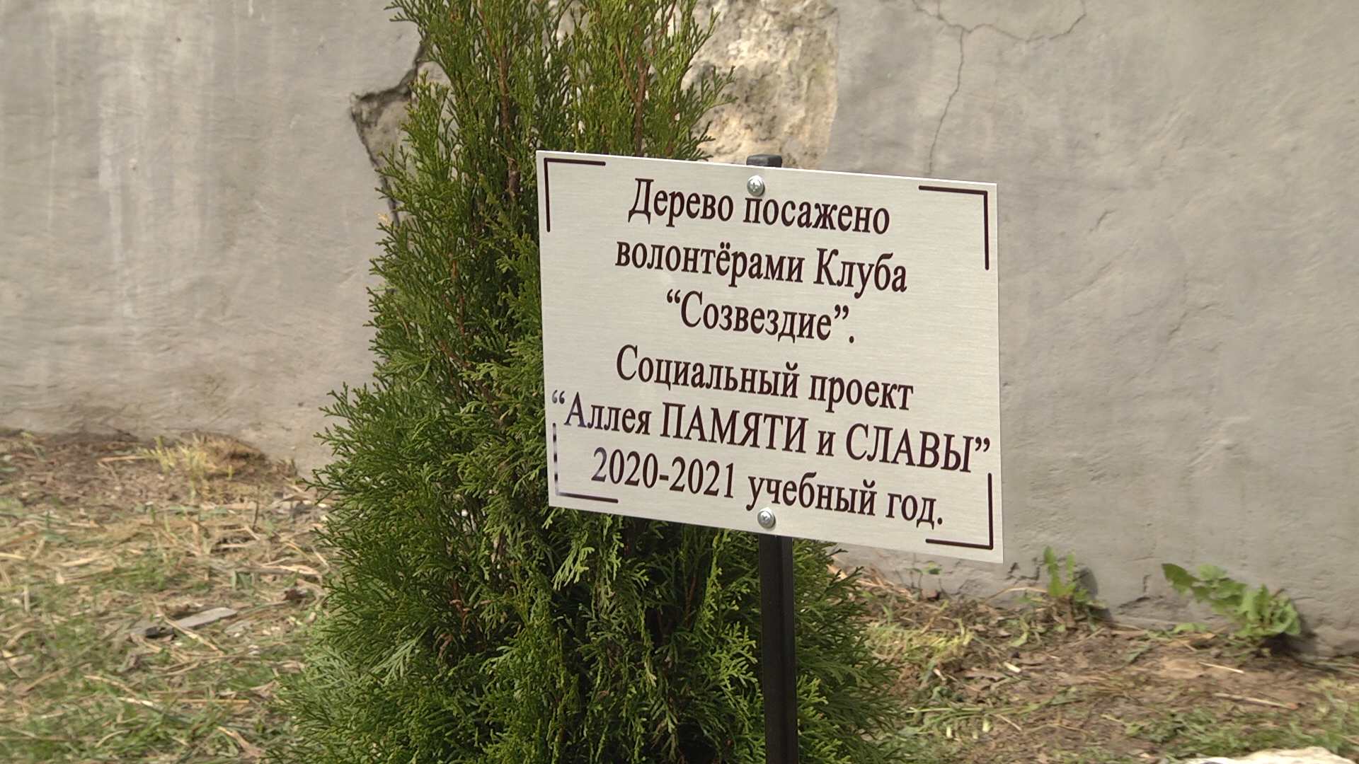 Клинцовские гимназисты посадили «Аллею памяти и славы»